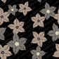 Mussaenda Flower Surface Pattern